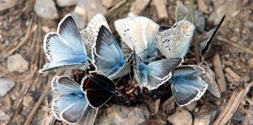butterflies-1369896_960_720-960x475