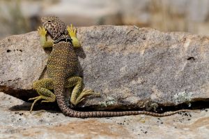 1280-176120204-collared-lizard