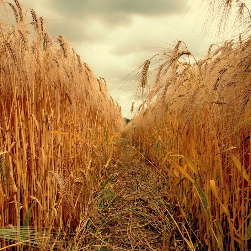 68378239_2604774809540860_2159116227618799616_n