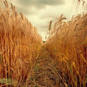 68378239_2604774809540860_2159116227618799616_n