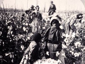 African-American children working in a Cotton field 1860s-90s