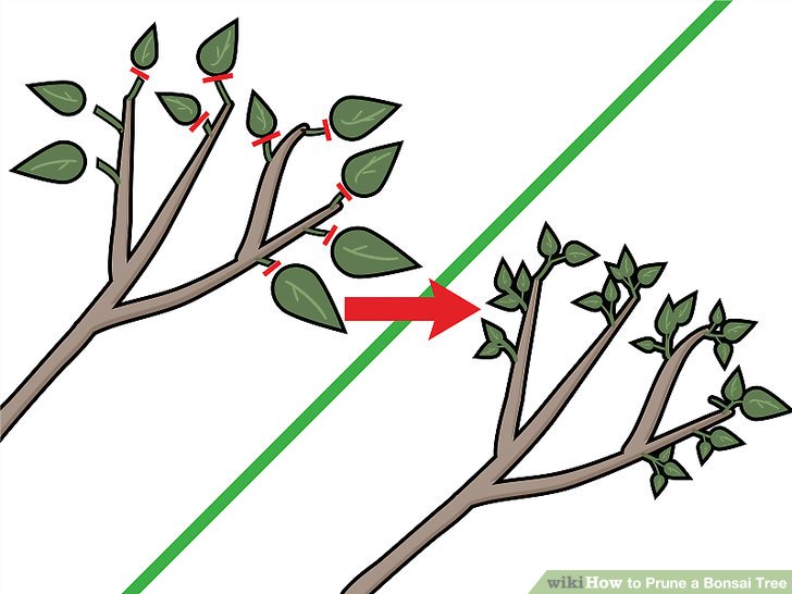 aid2856649-v4-728px-prune-a-bonsai-tree-step-10