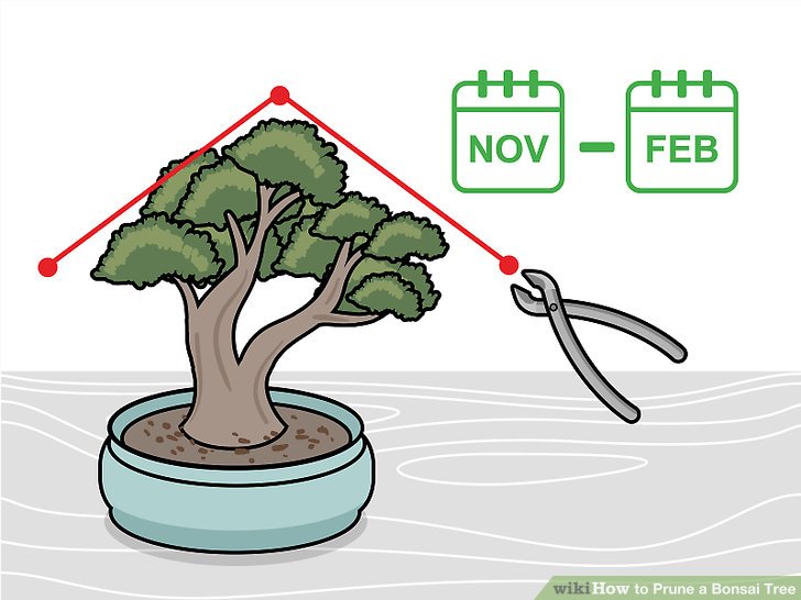 aid2856649-v4-728px-prune-a-bonsai-tree-step-5-version-2