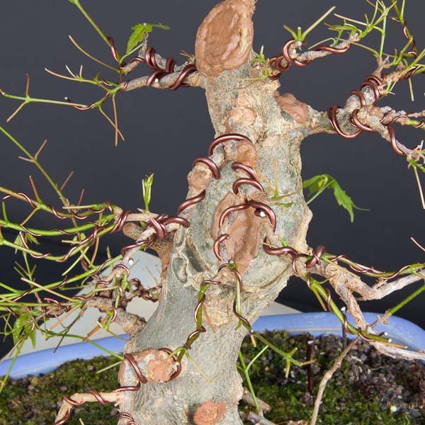 chinese_maple_bonsai_wired_grande