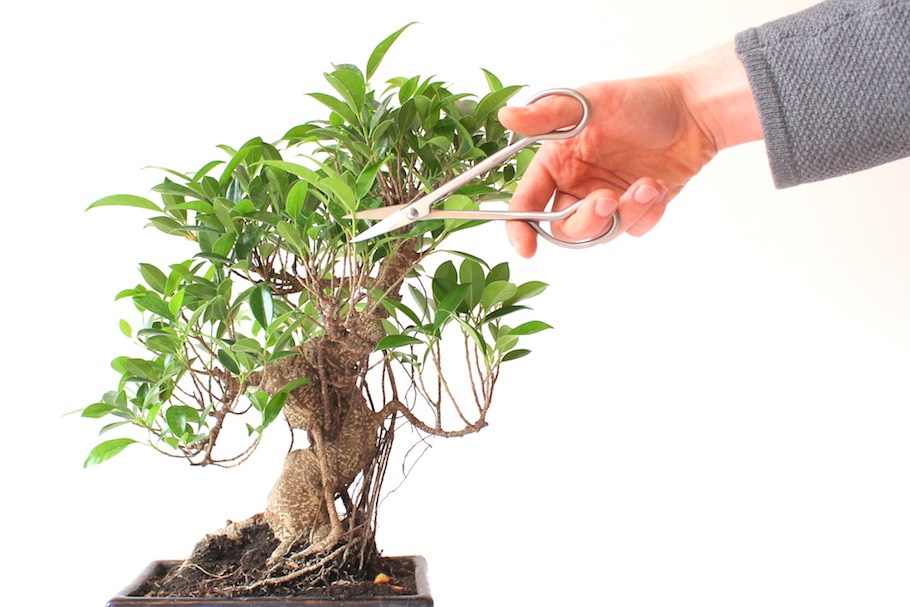 pruning-02-ficus
